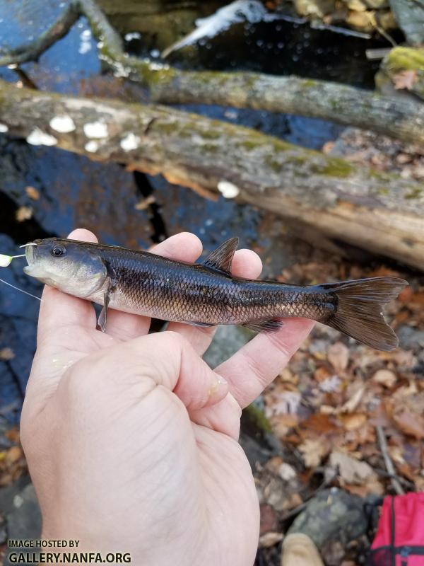 11/25/17 (Pequonnock River Basin), CT