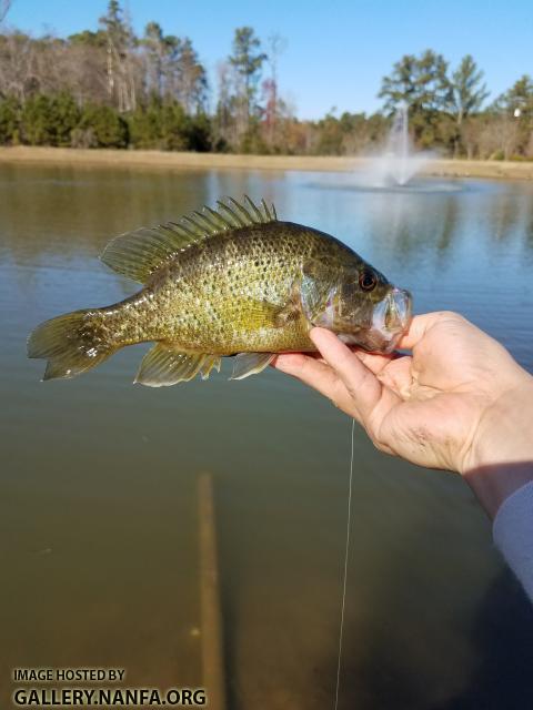 12/4/17 (Lower Saluda River Basin), SC