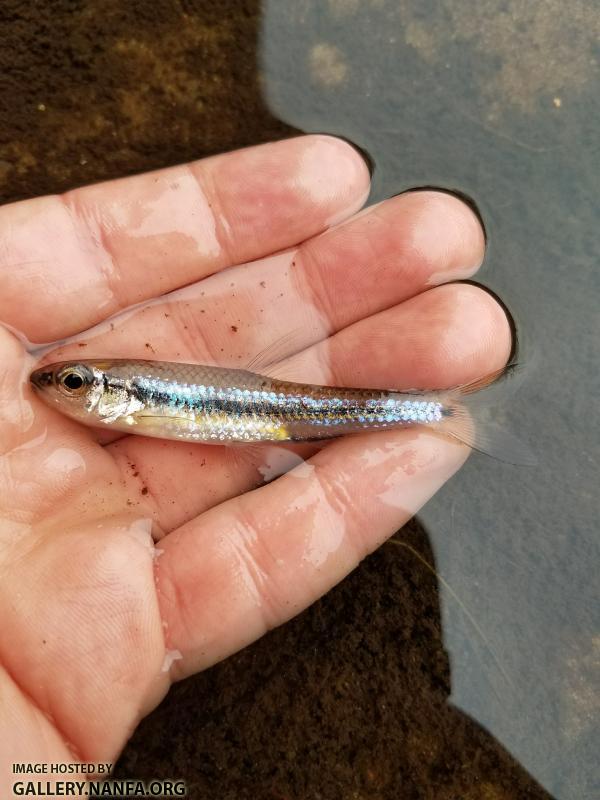 12/5/17 (Edisto River Basin), SC