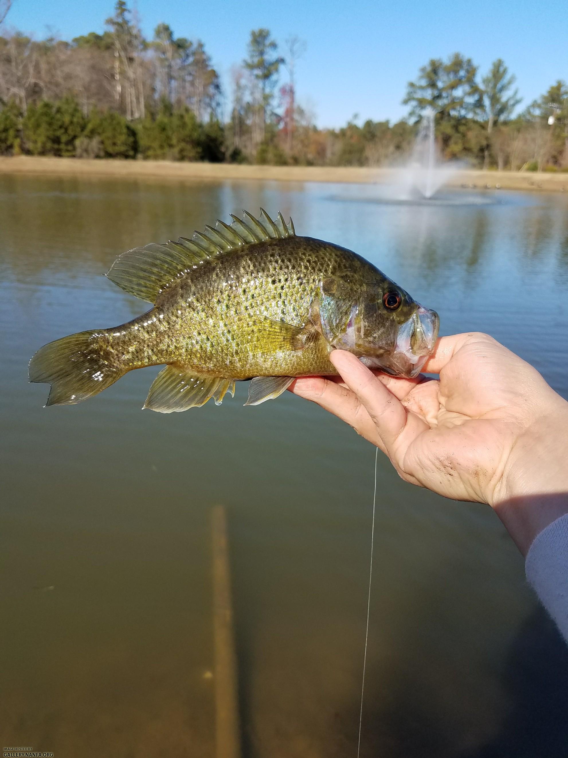 12/4/17 (Lower Saluda River Basin), SC