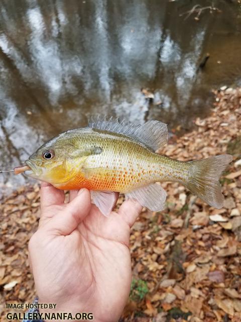 12/6/17 (Congaree River Basin), SC