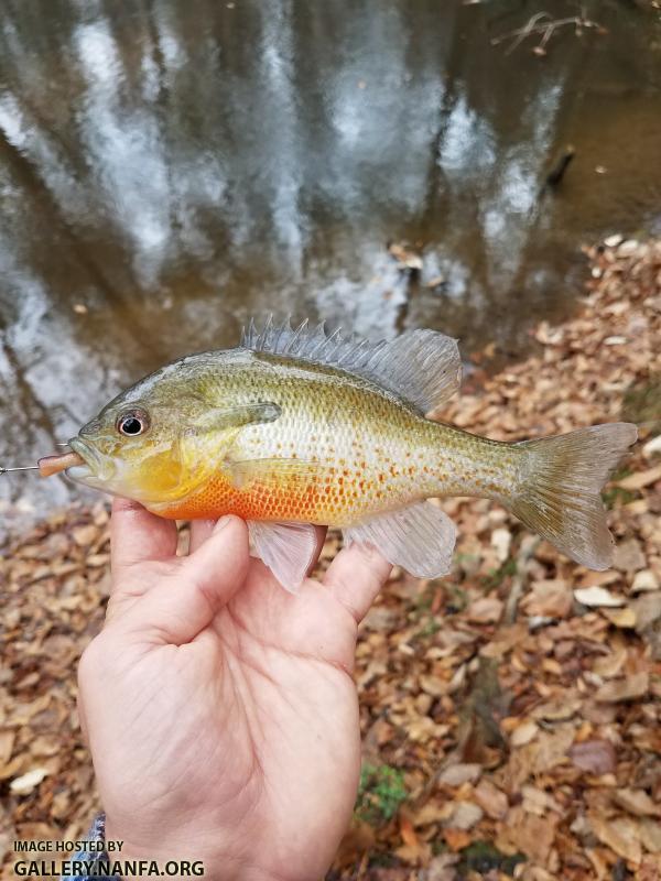 12/6/17 (Congaree River Basin), SC