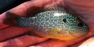 Northern Sunfish