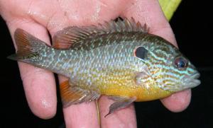 Northern Sunfish