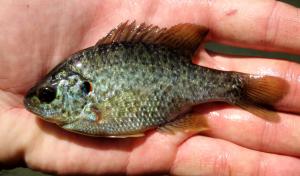 Lepomis microlophus