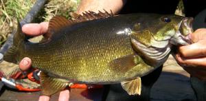 Smallmouth Bass