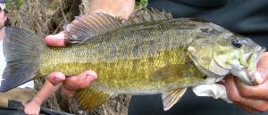 Smallmouth Bass