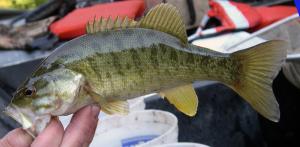 Smallmouth Bass