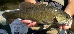 Smallmouth Bass