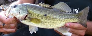 Largemouth Bass