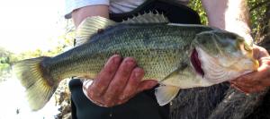 Largemouth Bass