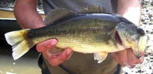 Largemouth Bass