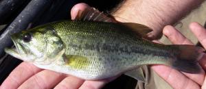 Largemouth Bass