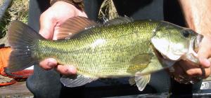 Largemouth Bass