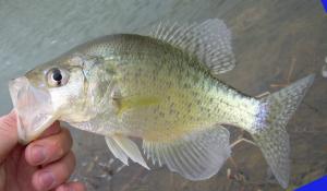 White Crappie