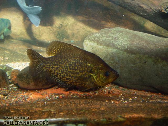 Black Crappie2