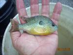 Longear Sunfish - Lepomis megalotis