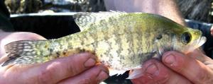 White Crappie