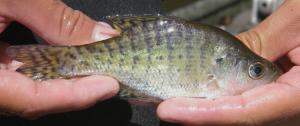 White Crappie