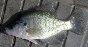 White Crappie