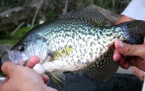 Black Crappie