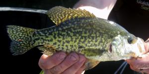 Black Crappie