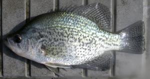 Black Crappie