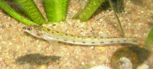 Eastern Sand Darter