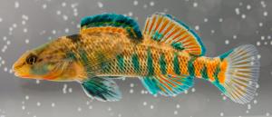 Etheostoma caeruleum