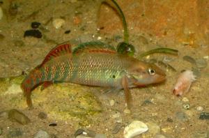 Rainbow Darter