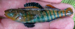 Rainbow Darter