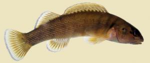 Etheostoma camurum