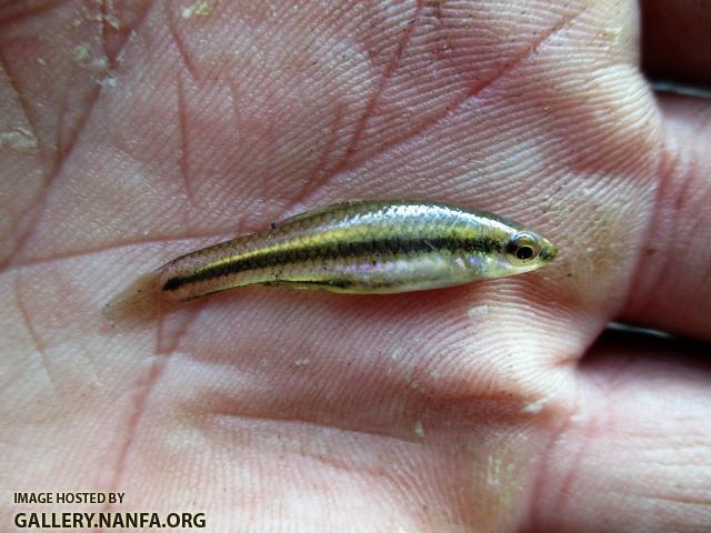 #10-Bluefin Killifish