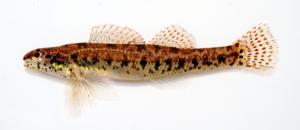 Etheostoma fusiforme fusiforme