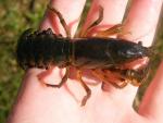 Cambarus (Tubericambarus) acanthura