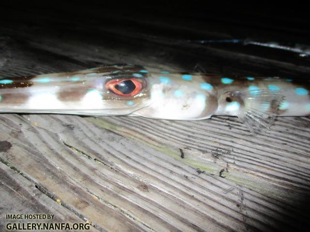 Bluespotted Cornetfish (7)