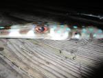 Bluespotted Cornetfish (7)