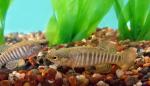 Bayou Killifish - Fundulus pulvereus