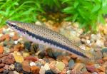 Blackstripe Topminnow - Fundulus notatus