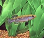 Marsh Killifish - Fundulus confluentus