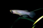 Starhead Topminnow - Fundulus dispar