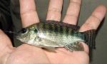 Blue Tilapia - Oreochromus aureus 