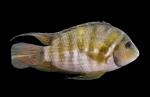 Convict Cichlid - Amatitlania nigrofasciata