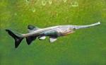 Paddlefish - Polyodon spathula