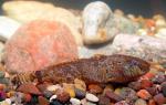 Freshater Tubenose Goby - Proterorhinus semilunaris