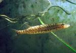 Grass Pickerel - Esox americanus vermiculatus