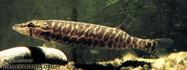 E_vermiculatus1a2