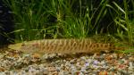 Tiger Muskie (Muskellunge x Northern Pike cross)