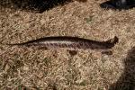 Spotted Gar - Lepisosteus oculatus