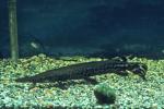 Alligator Gar - Atractosteus spatula